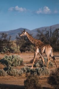 A giraffe gracefully walks through the African savanna in daylight, surrounded by shrubs and trees.